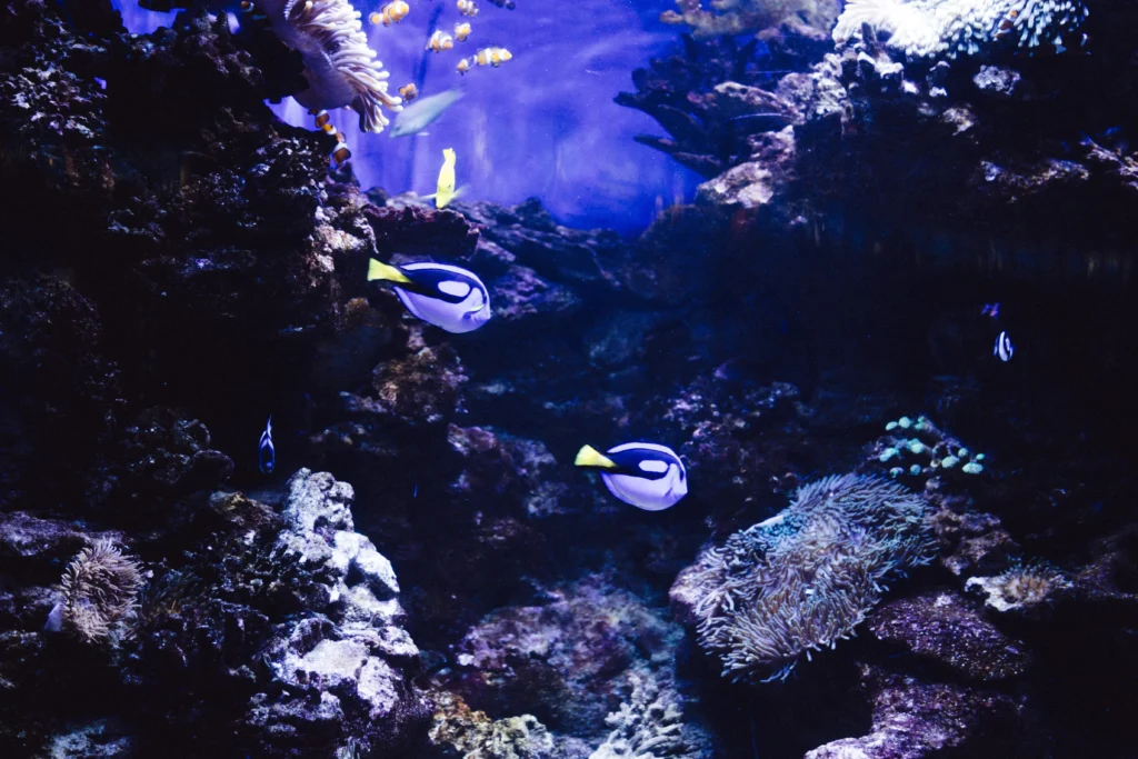 aquarium sortie en famille